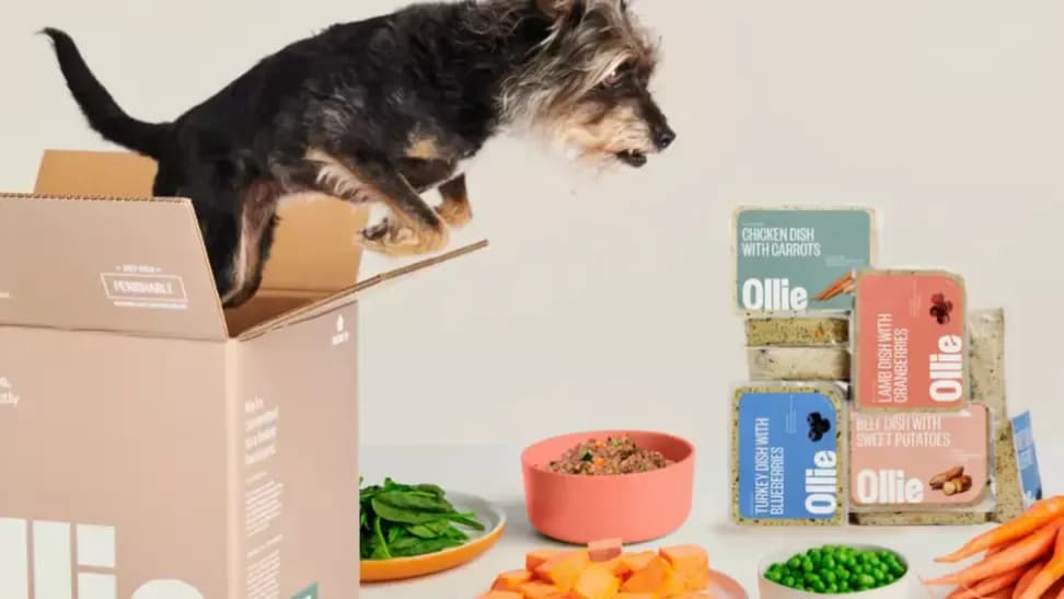 7-best-dog-foods-in-the-us-for-2023-a-vet-approved-guide